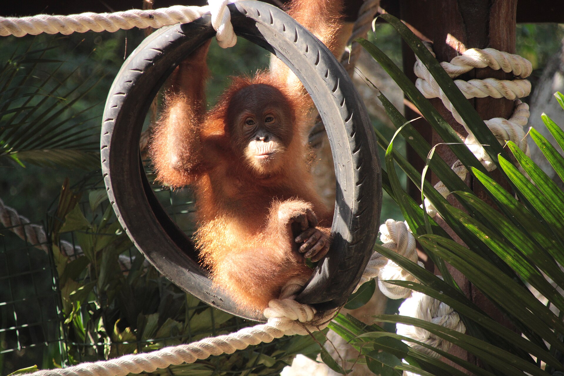 Orangutan Chillin.jpg