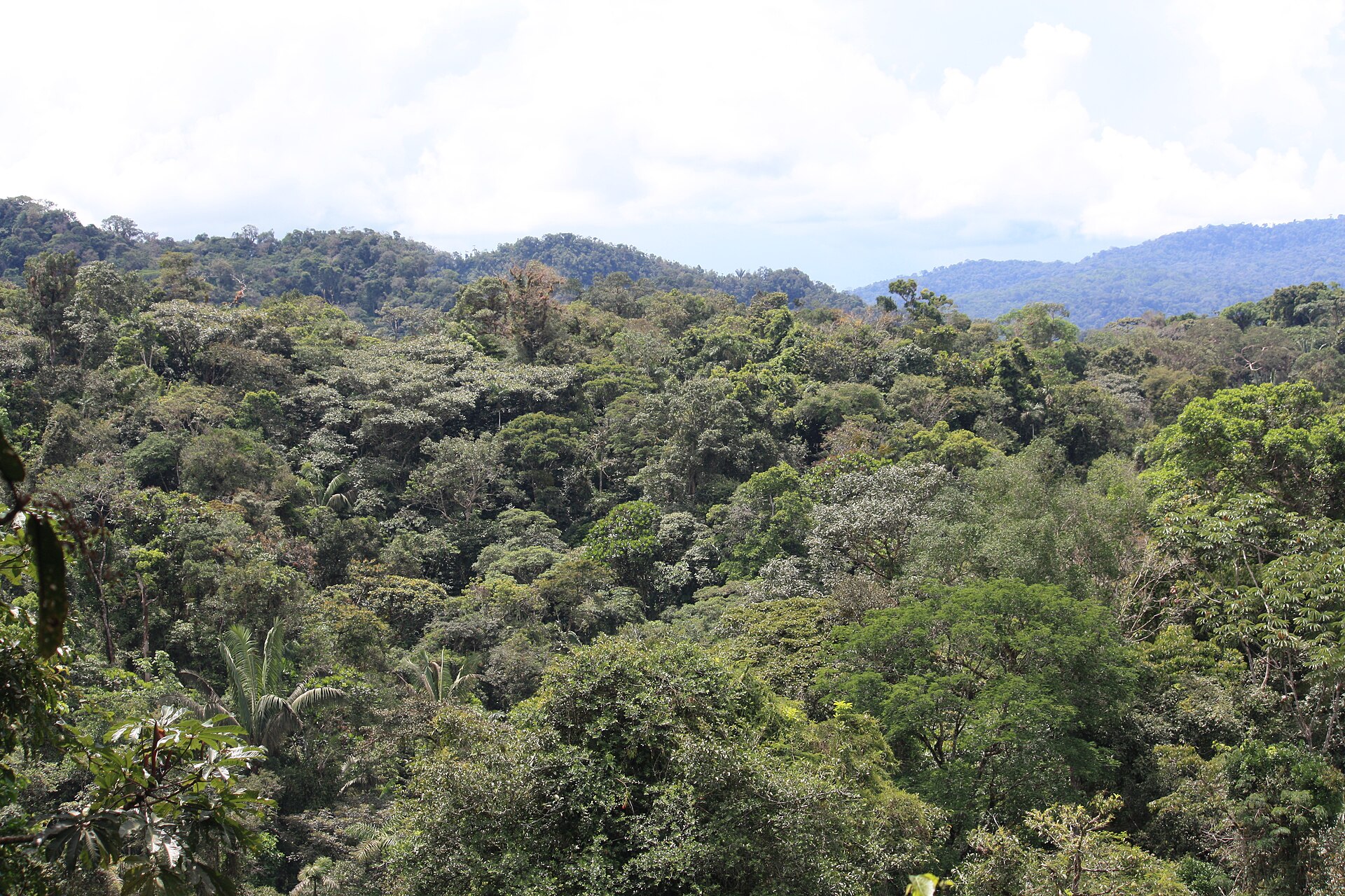 Amazon rainforest treetops in Tena, Ecuador.jpg