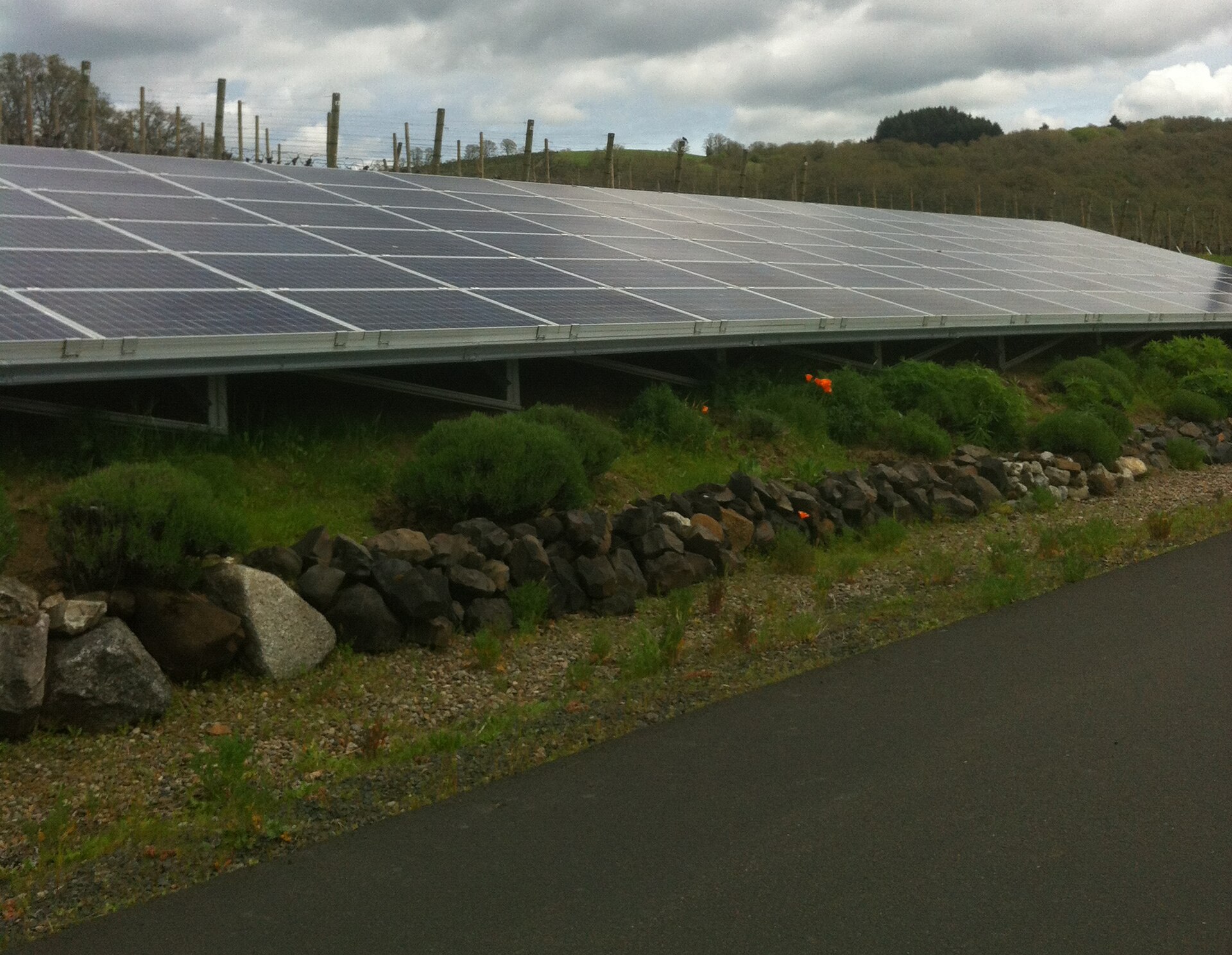 Vineyard solar panels.jpg