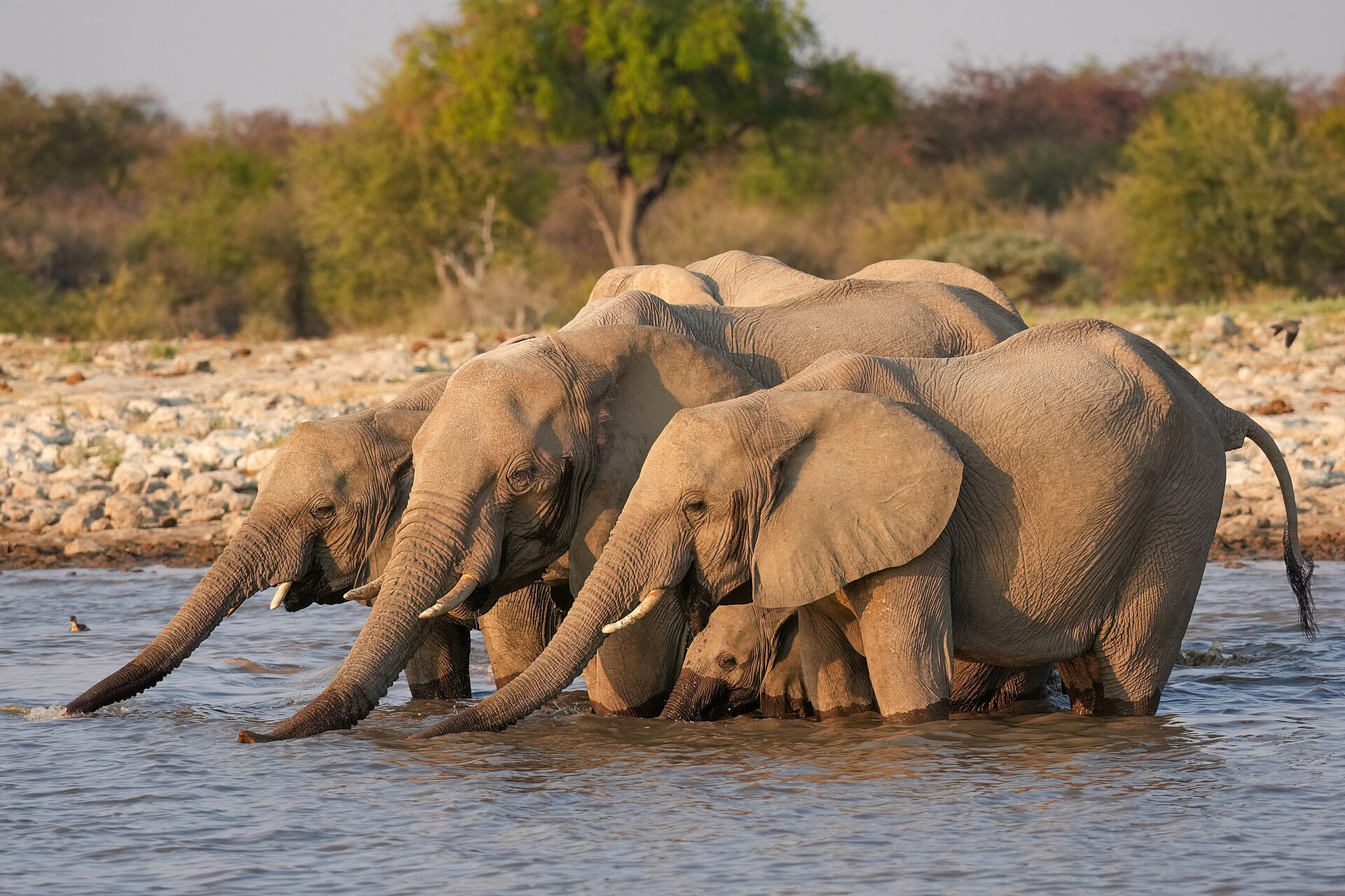 079 Herd of African bush elephants drinking in Etosha National Park Photo by Giles Laurent.jpg